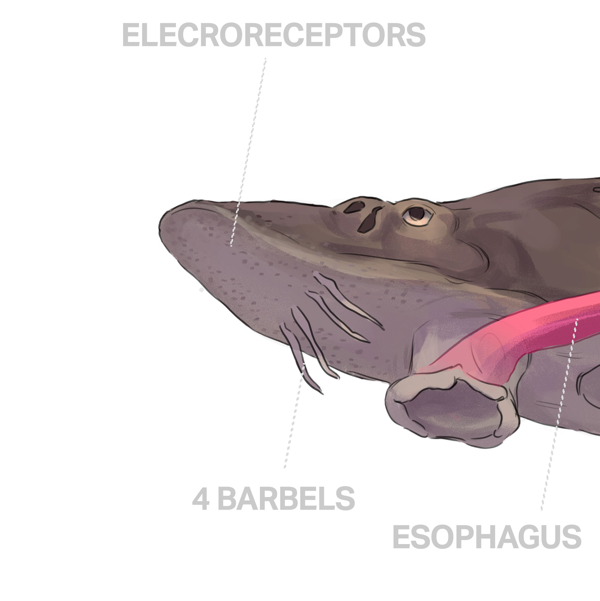 Save The Sturgeon Anatomy Of A Sturgeon 01