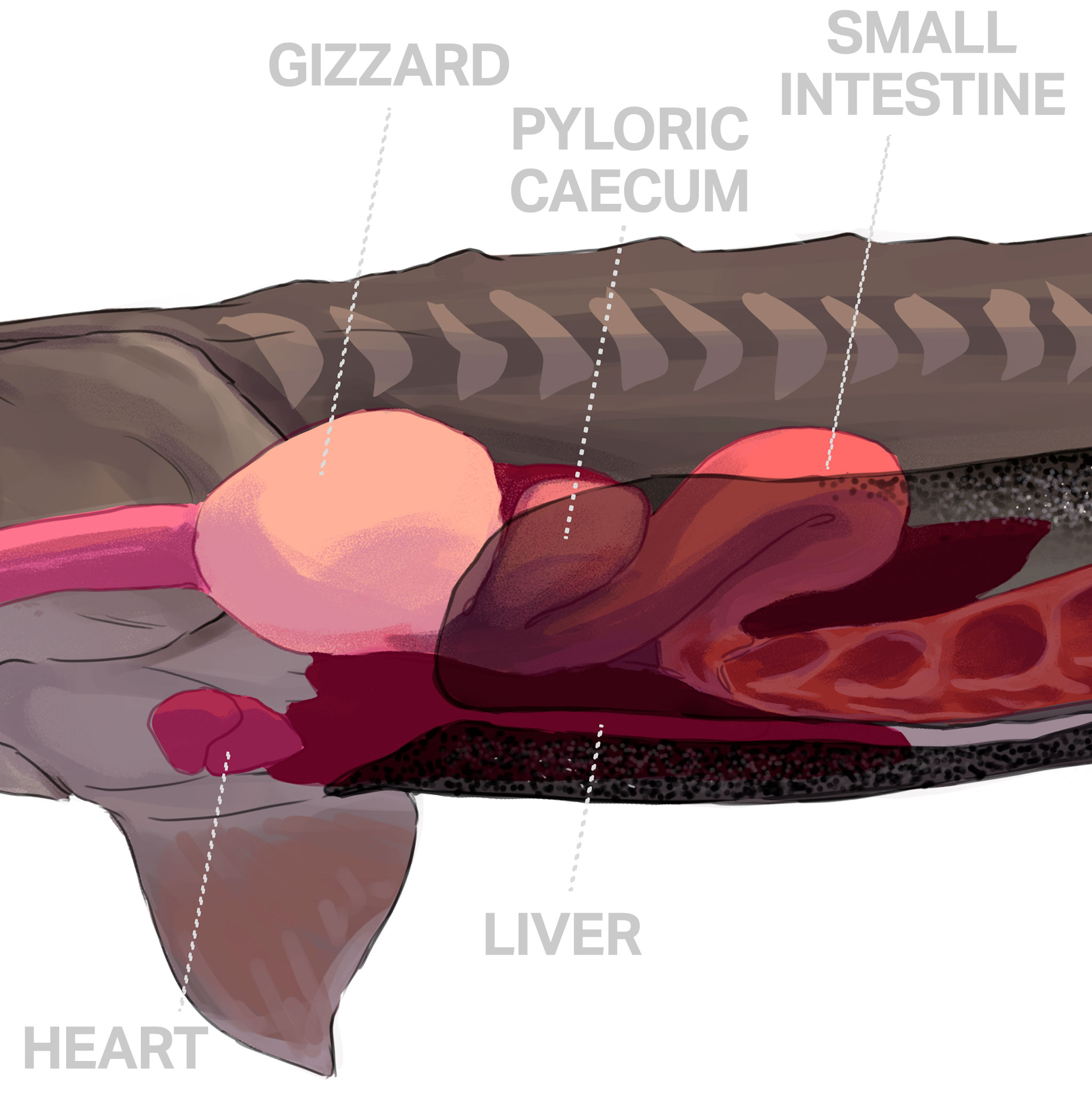 Save The Sturgeon Anatomy Of A Sturgeon 02