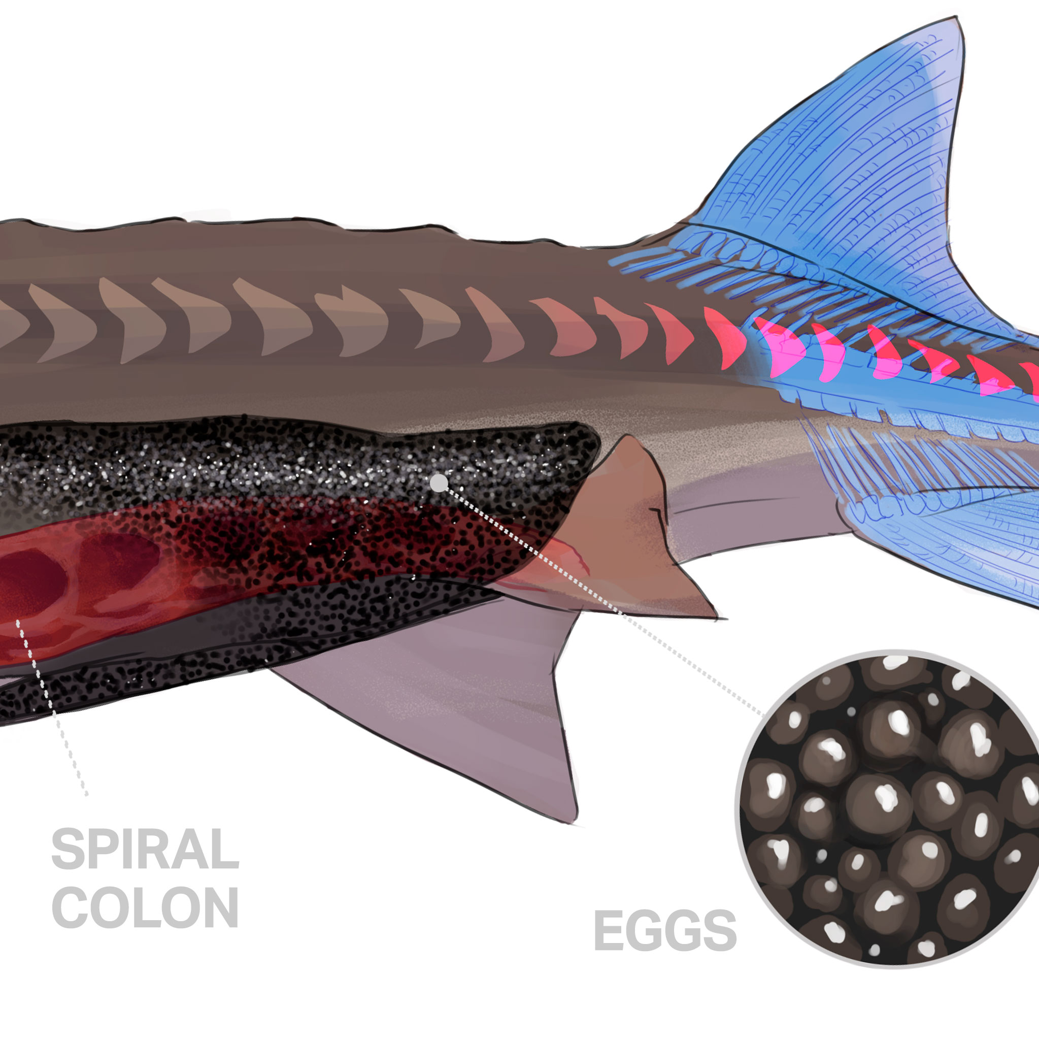 Save The Sturgeon Anatomy Of A Sturgeon 03