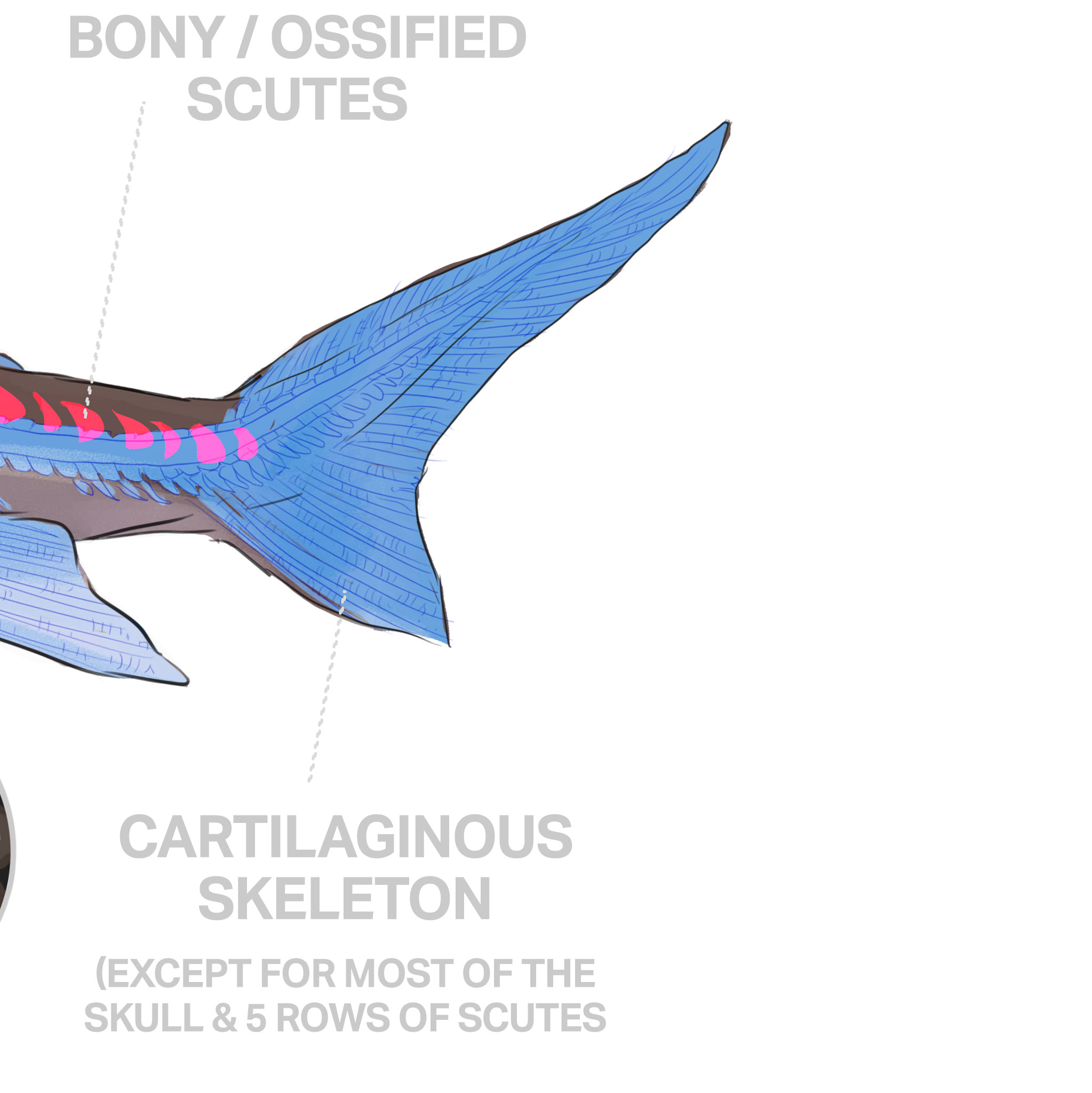 Save The Sturgeon Anatomy Of A Sturgeon 04