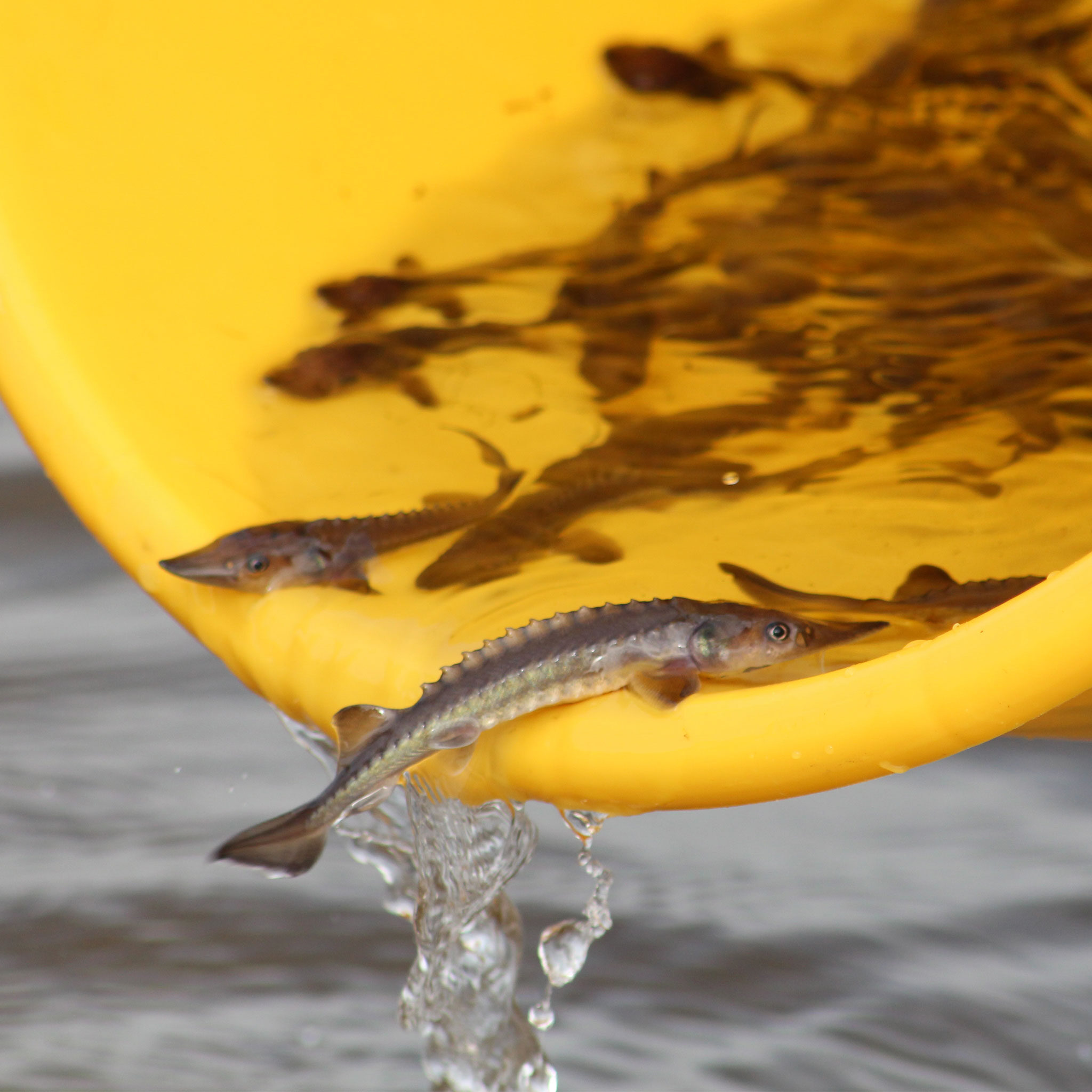 Save The Sturgeon Gentle Giants