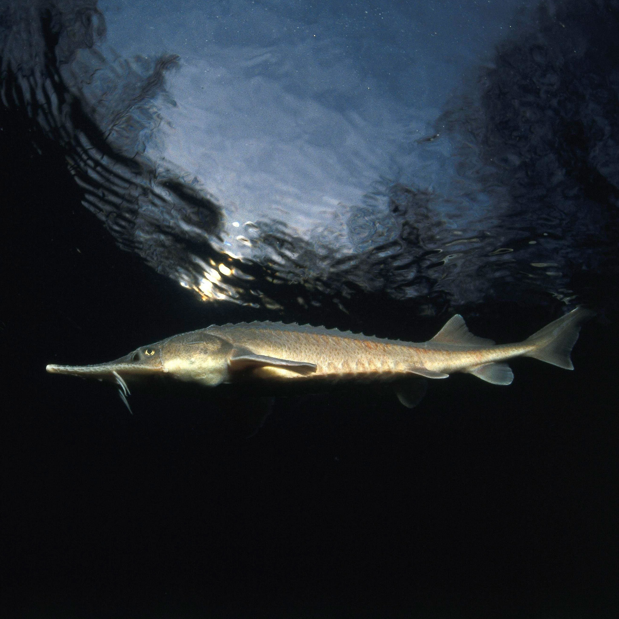 Save The Sturgeon Most Critically Endangered Group