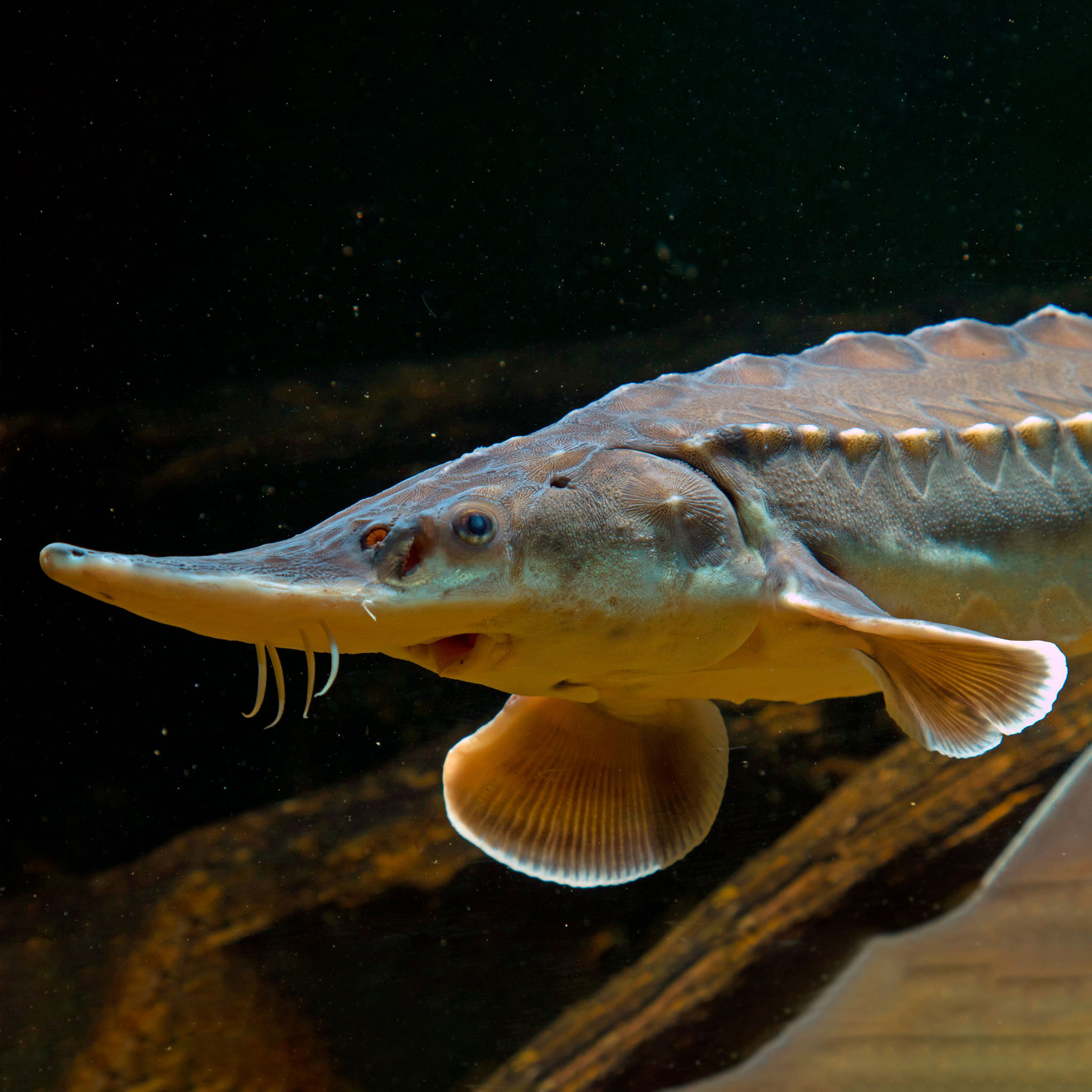 Save The Sturgeon Sturgeon and The Uk